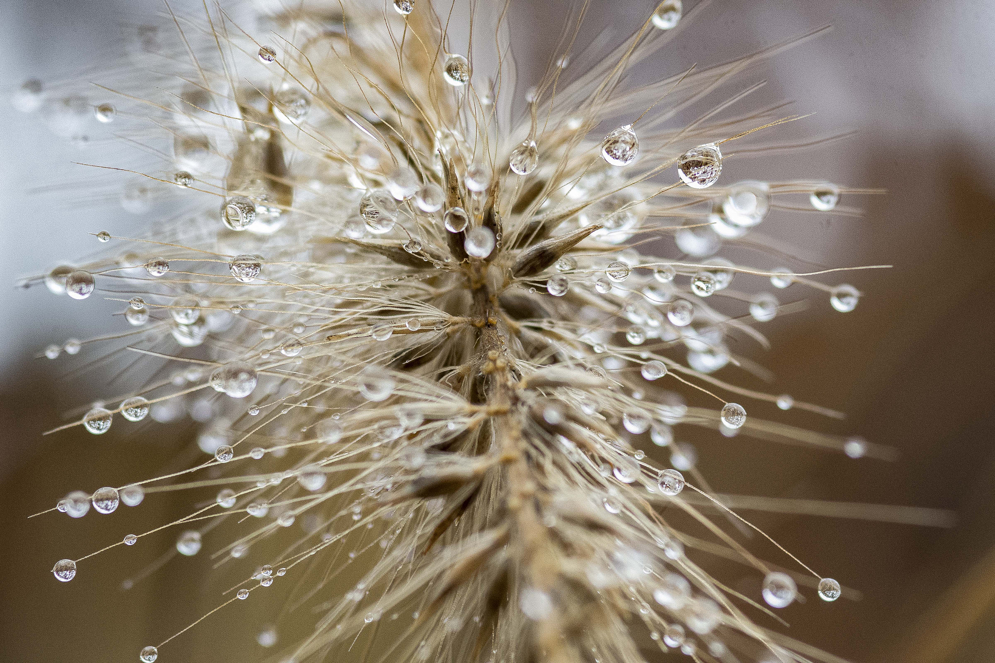 Nikon D7100 + AF Micro-Nikkor 105mm f/2.8 sample photo. Drops photography