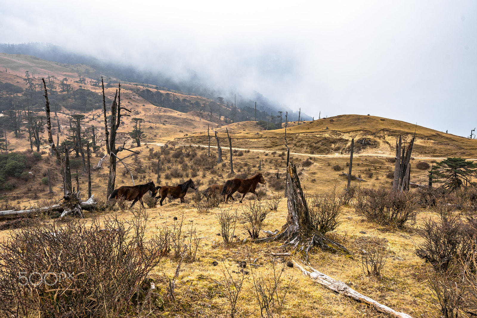 Tokina AT-X 16-28mm F2.8 Pro FX sample photo. Wild horses photography