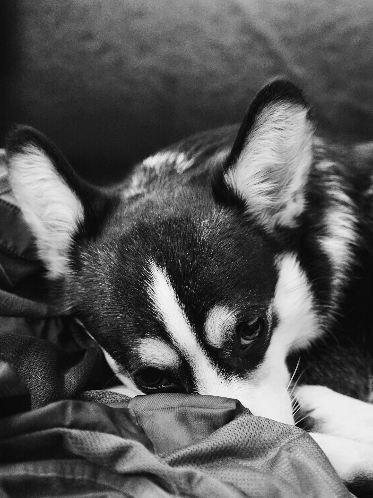 Sony a7R II + Sony Sonnar T* FE 35mm F2.8 ZA sample photo. My little buddy，she felt soo sleepy，but still tried to be clean，so cute. photography