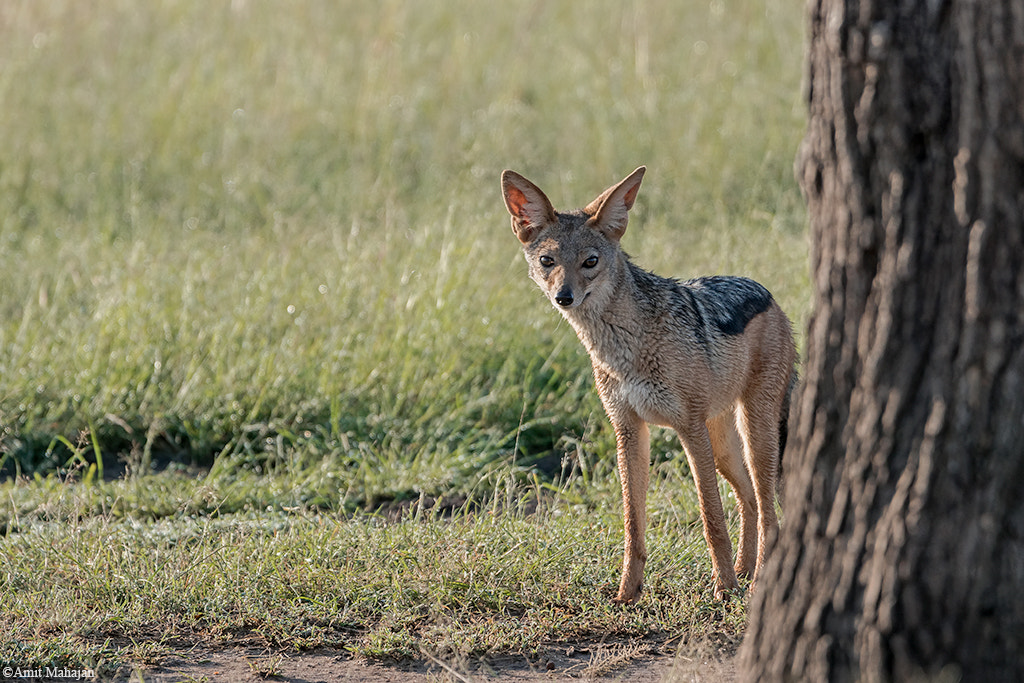Sony 70-400mm F4-5.6 G SSM II sample photo. Stay curious photography