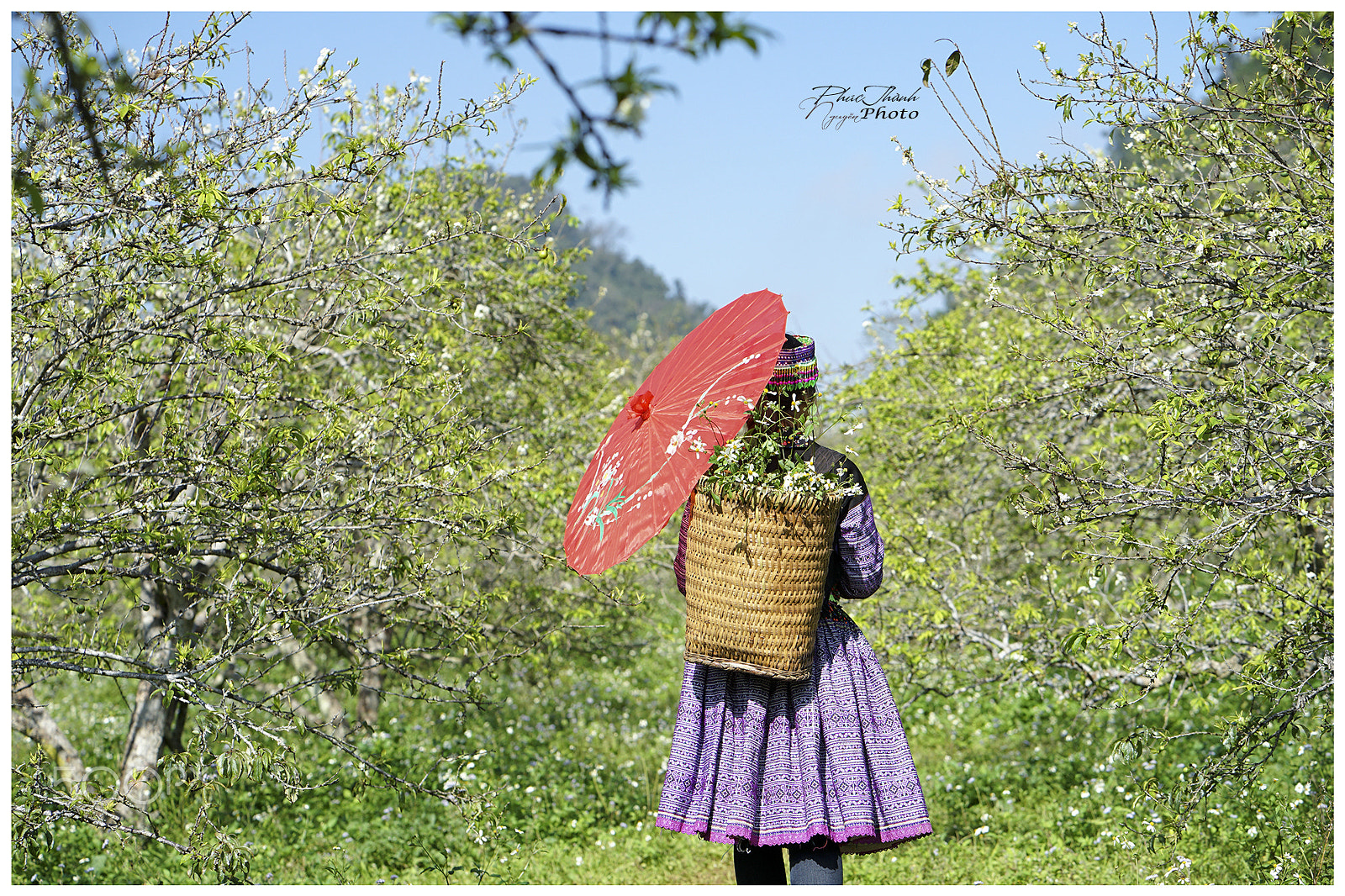 ZEISS Batis 85mm F1.8 sample photo. Moutain flowers photography