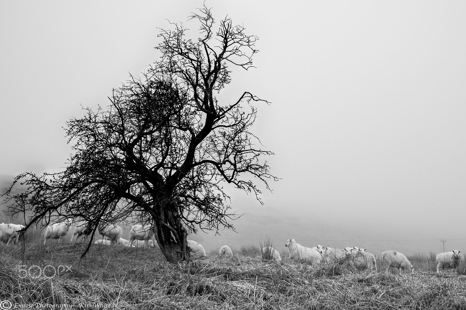 Nikon D500 sample photo. Gathering of sheep photography