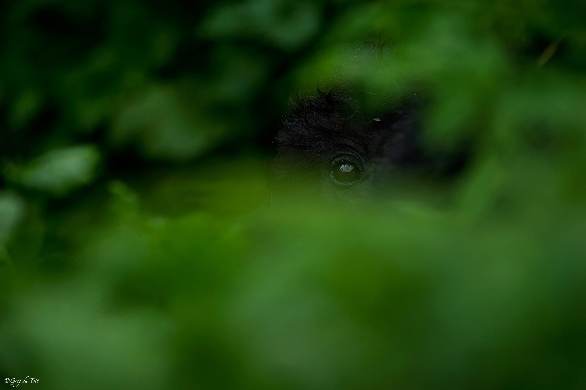 Nikon D3S sample photo. Who is looking at whom? photography