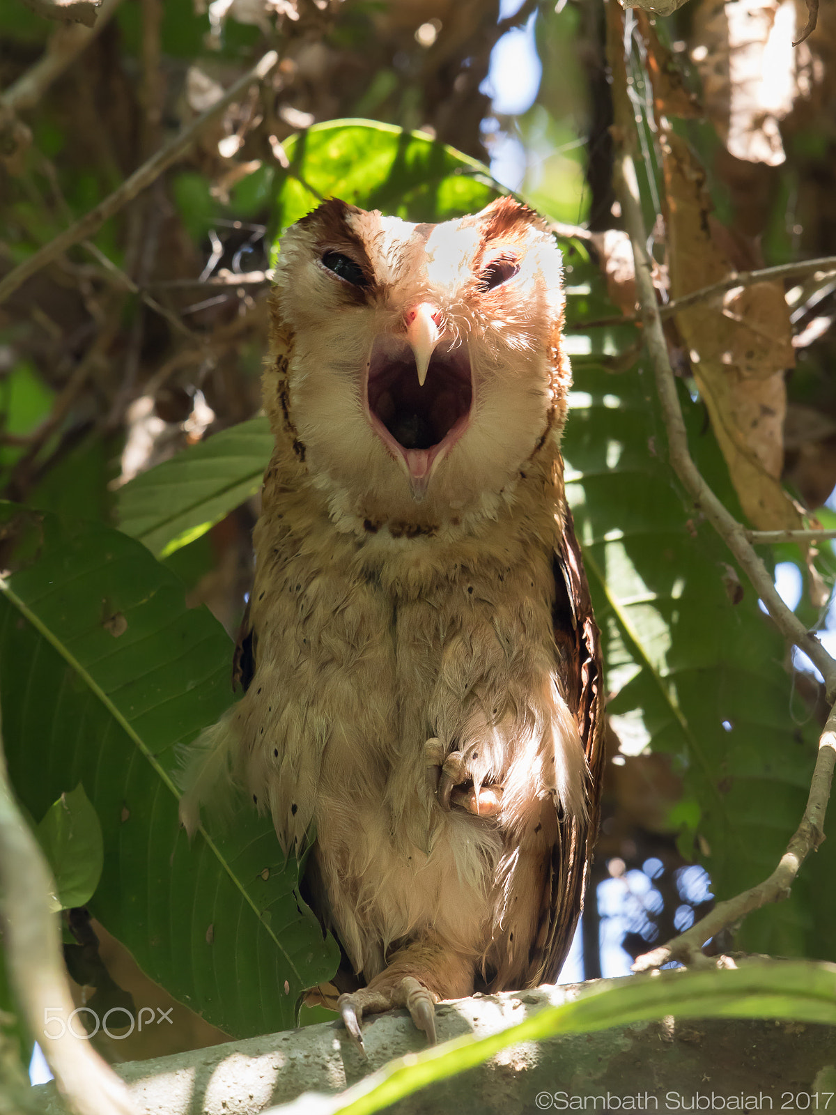 Canon EF 500mm F4L IS II USM sample photo. Ceylon bay owl photography
