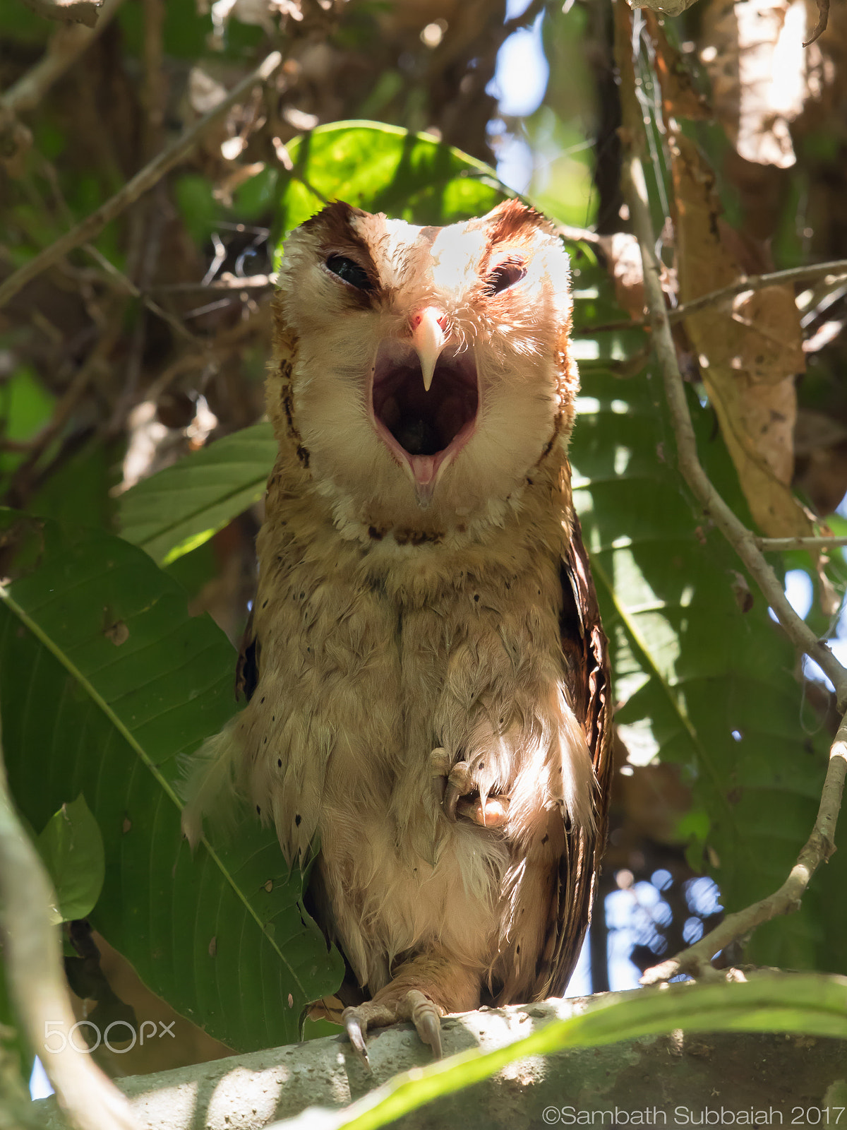 Canon EOS 7D Mark II + Canon EF 500mm F4L IS II USM sample photo. Ceylon bay owl photography