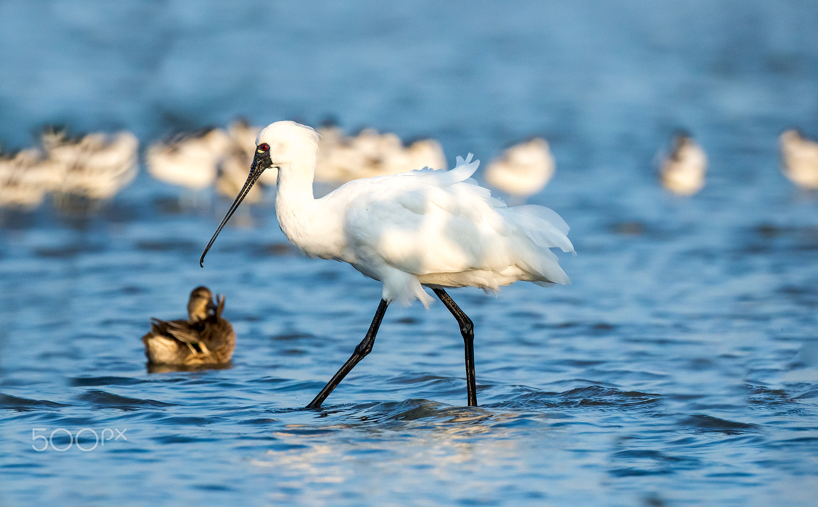 Canon EOS-1D X + Canon EF 800mm F5.6L IS USM sample photo. Sunny day photography