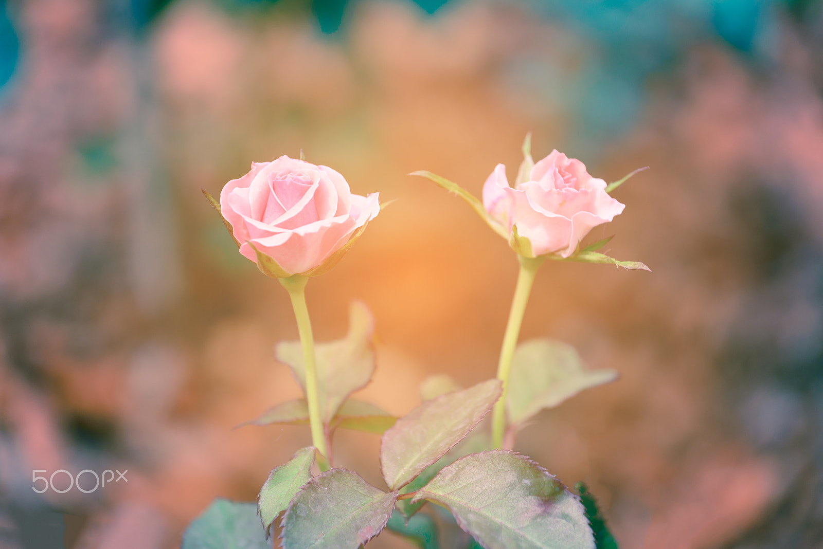 Nikon AF-S Nikkor 70-200mm F4G ED VR sample photo. Pink rose with soft natural background. photography