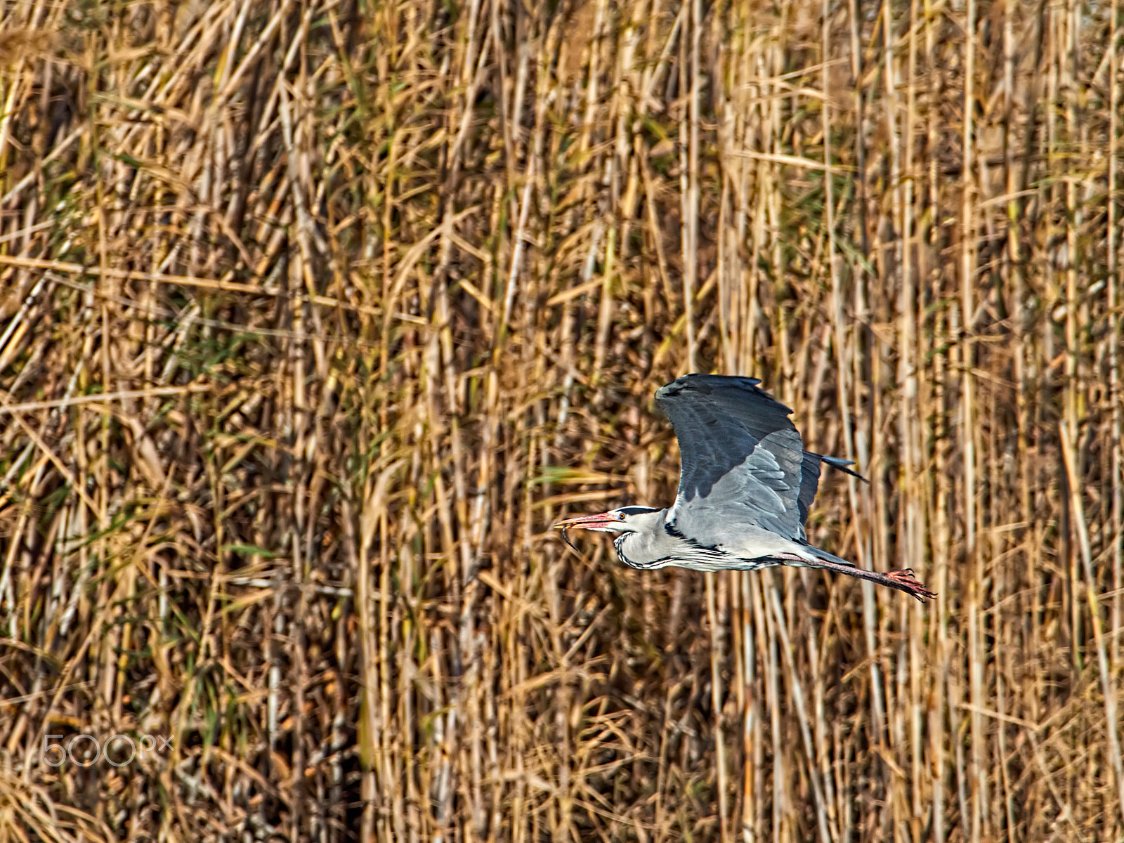 M.300mm F4.0 + MC-14 sample photo. Ardea cinerea photography