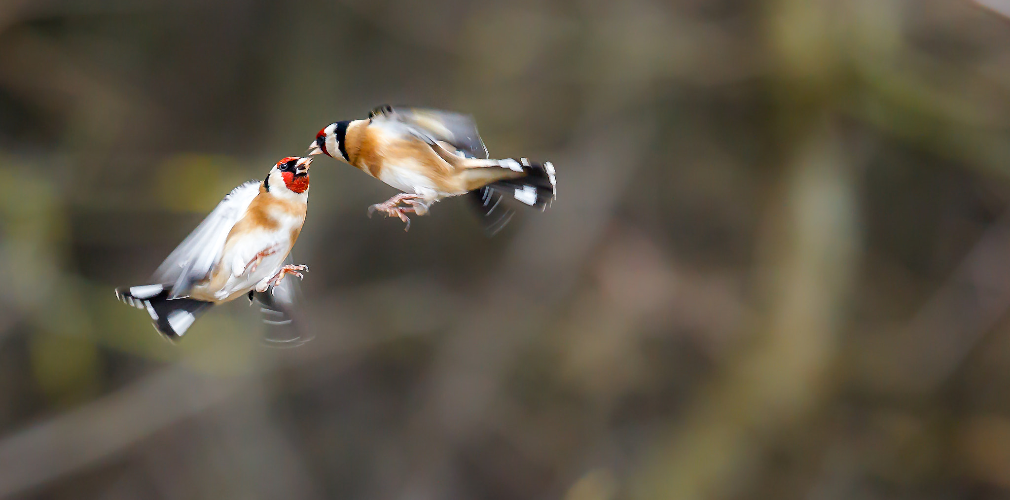 Canon EF 500mm F4L IS II USM sample photo. Goldfinch fight photography