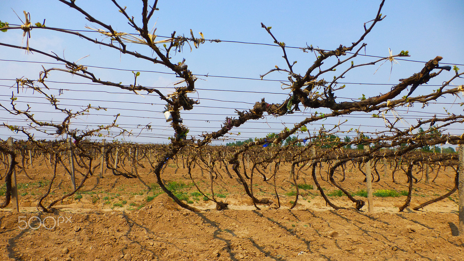 Panasonic DMC-TZ31 sample photo. Vineyard in ningxia china photography