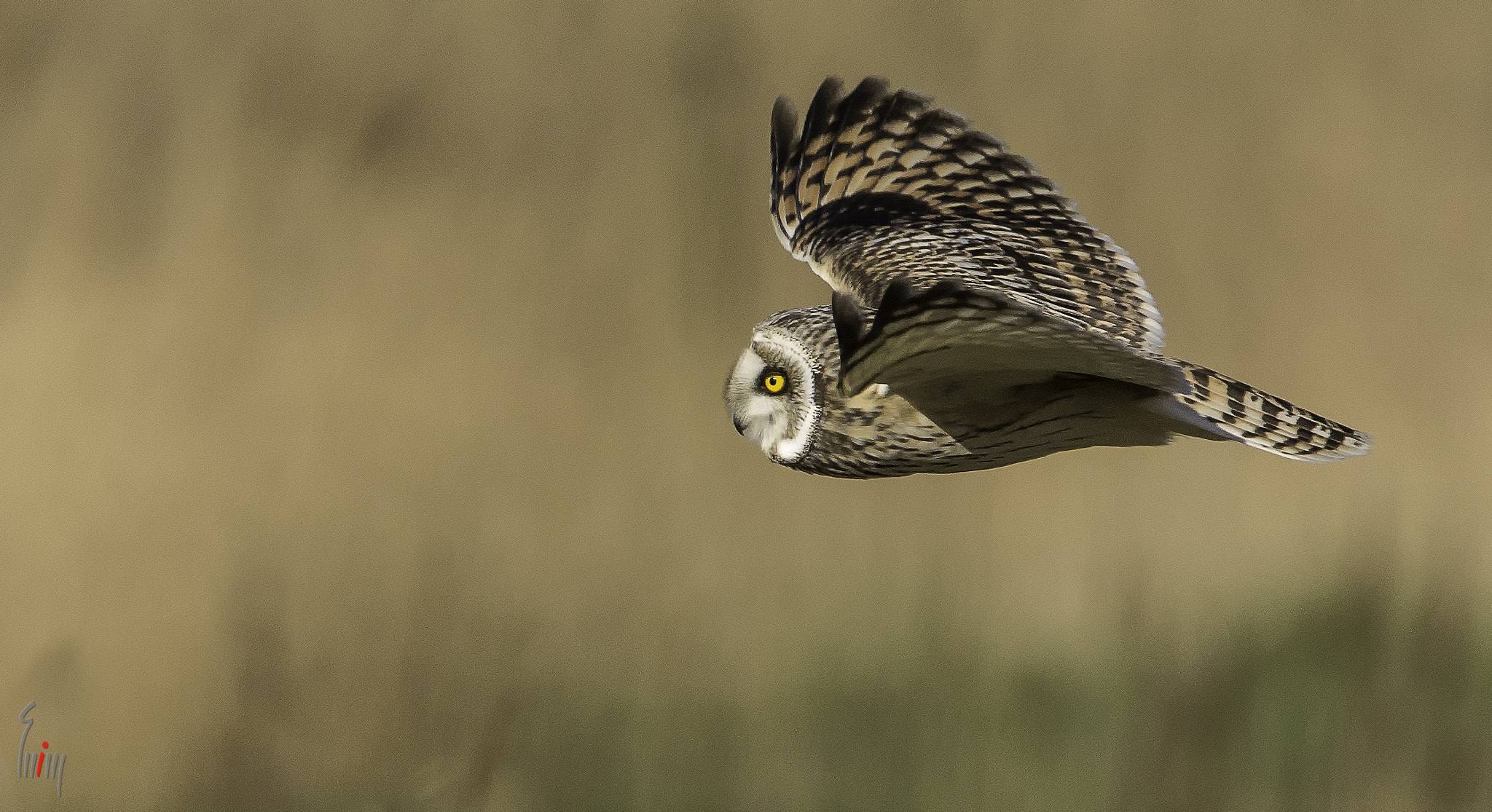 Nikon D7100 + Nikon AF-S Nikkor 500mm F4G ED VR sample photo. The silent flier photography