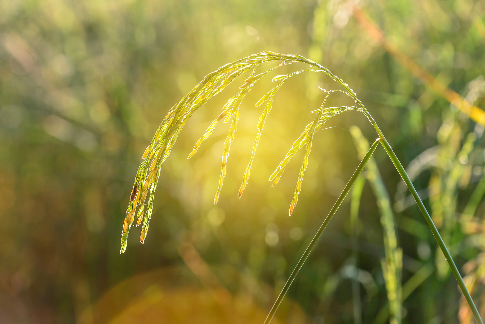 Nikon AF-S Nikkor 70-200mm F4G ED VR sample photo. Close up of golden rice paddy in rice field. photography
