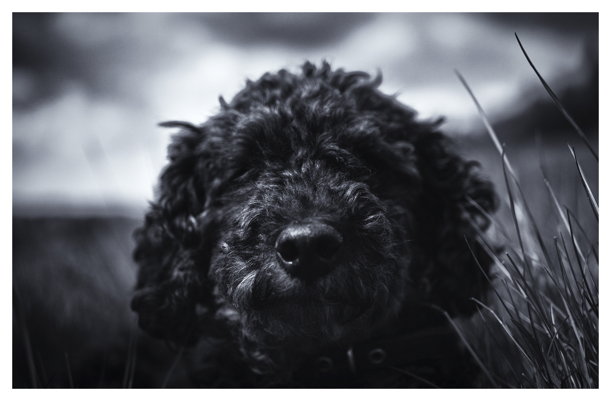 Panasonic Lumix DMC-G7 + LUMIX G 25/F1.7 sample photo. Black dog photography