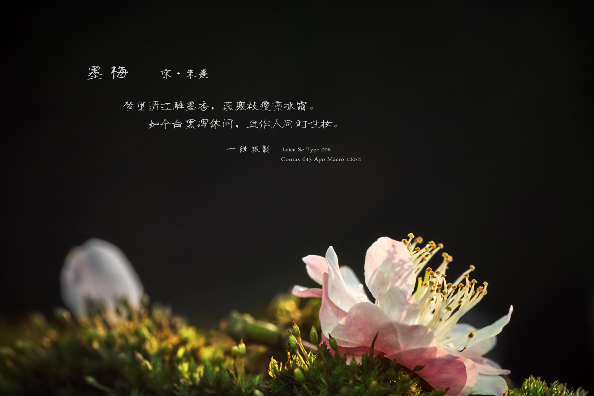 Leica S (TYP 006) sample photo. Plum blossom photography