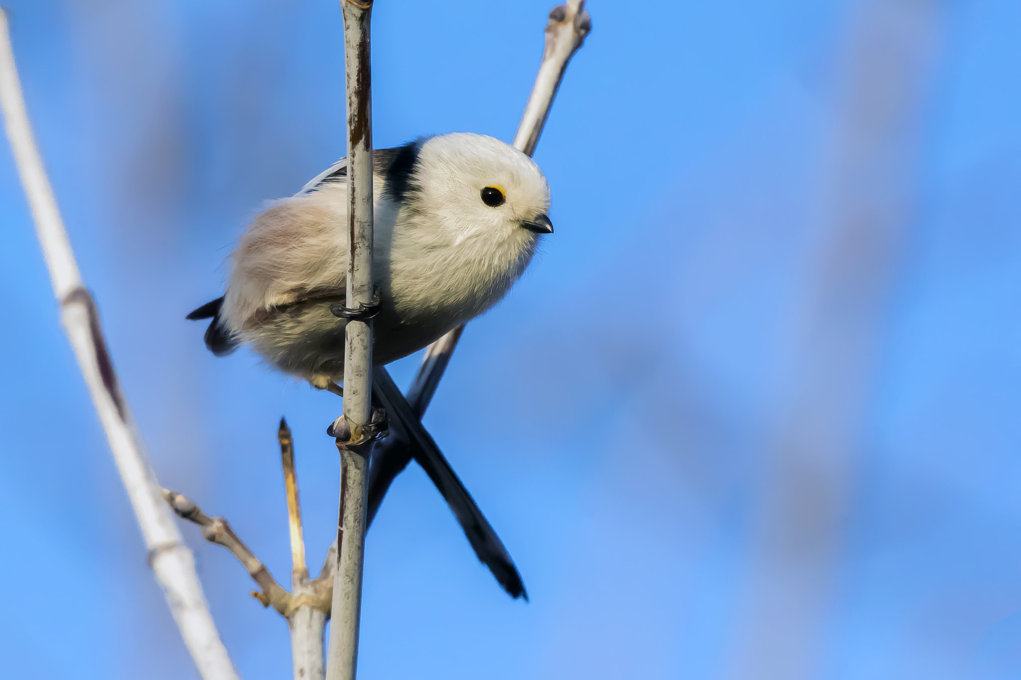 Pentax K-3 + Sigma sample photo. Long-tailed tit photography