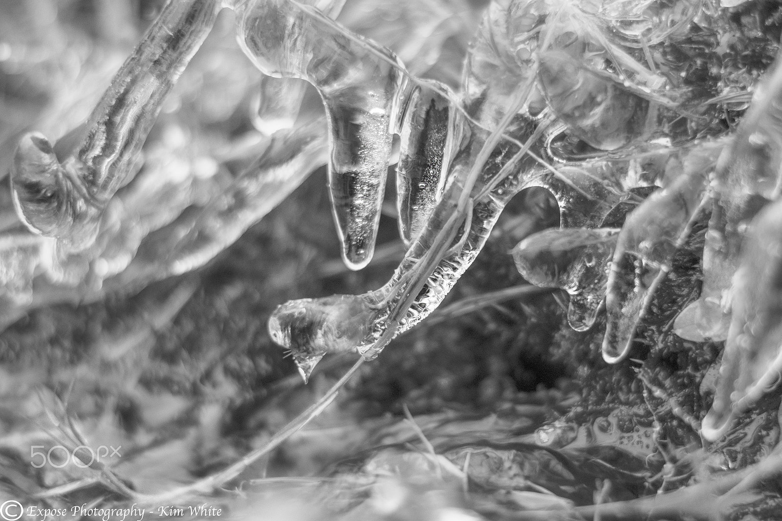 Nikon D500 + Nikon AF-S Nikkor 50mm F1.8G sample photo. Iced grass photography
