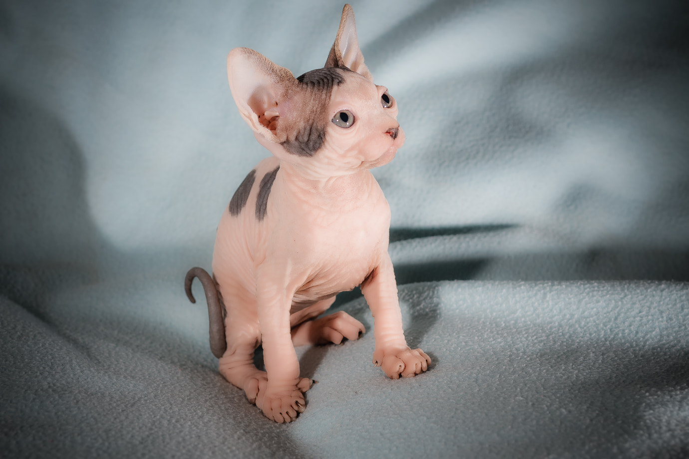 Canon EOS 70D + Canon EF 40mm F2.8 STM sample photo. Sphynx. photography