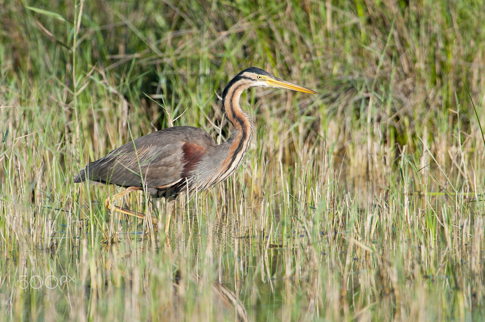 Nikon D300 + Nikon AF-S Nikkor 500mm F4G ED VR sample photo. European purpurreiher (ardea purpurea) - purple heron photography