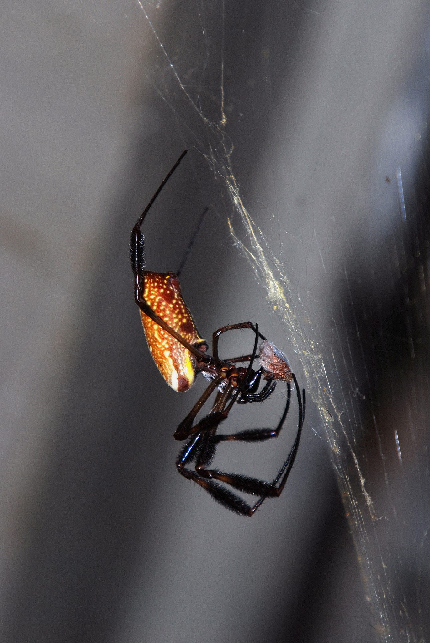 Sigma 50-500mm F4-6.3 EX APO RF HSM sample photo. Spider photography