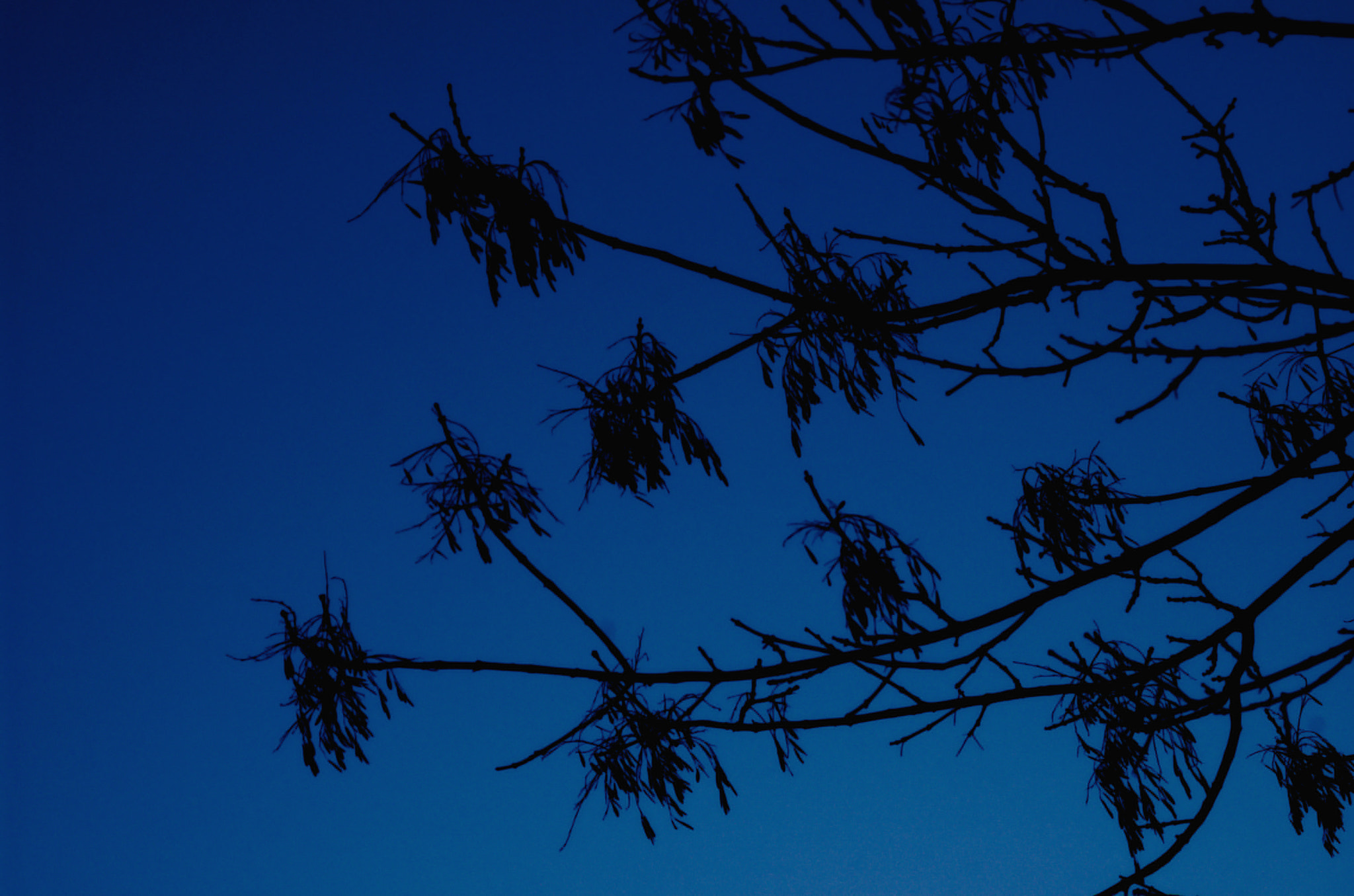 AF Zoom-Nikkor 35-70mm f/3.3-4.5 sample photo. Tree branch in the dark photography