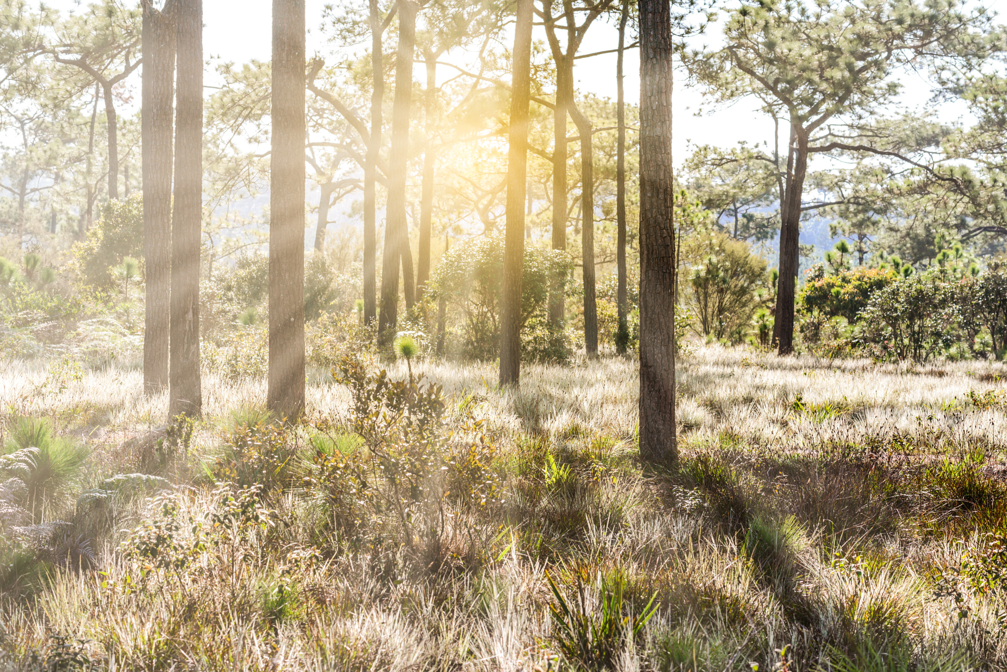 Nikon AF-S Nikkor 70-200mm F4G ED VR sample photo. Pine tree with beautiful morning sunlight. photography