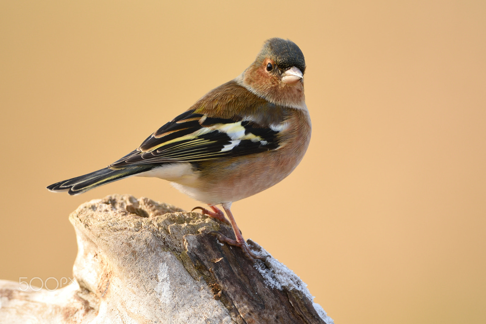Nikon AF-S Nikkor 200-400mm F4G ED-IF VR sample photo. Pinsà photography