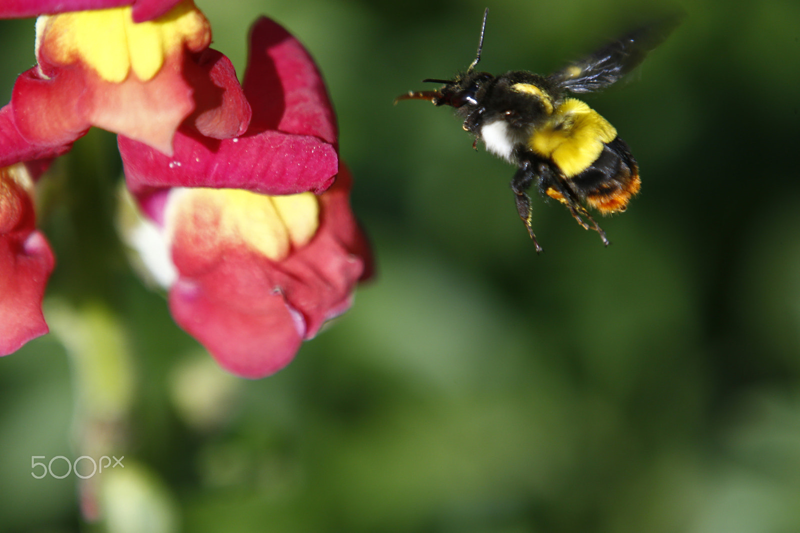Canon EF 70-200mm F2.8L IS II USM sample photo. Botanical garden in nepal photography