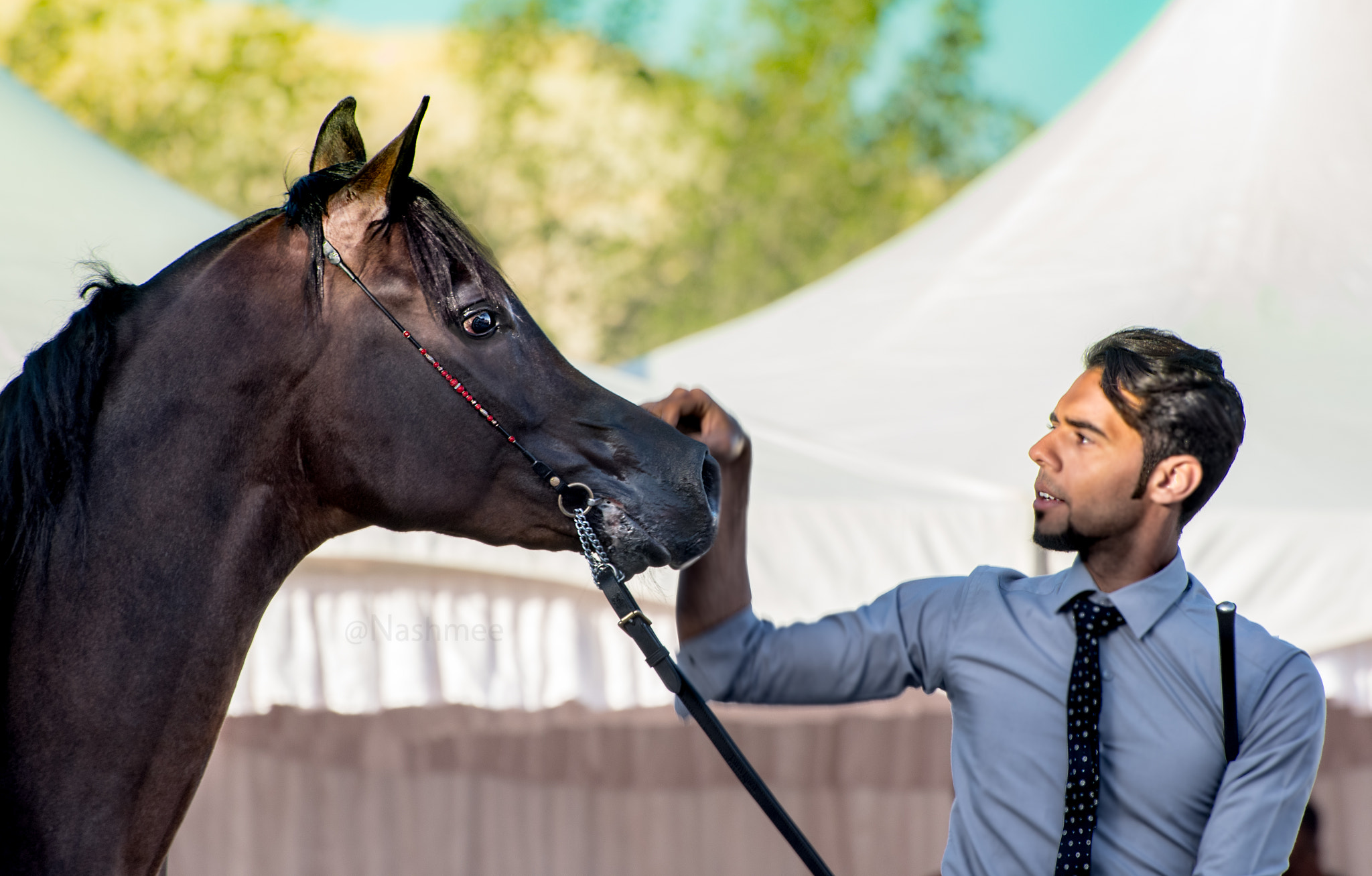 Nikon D500 sample photo. Grey arabian horse photography