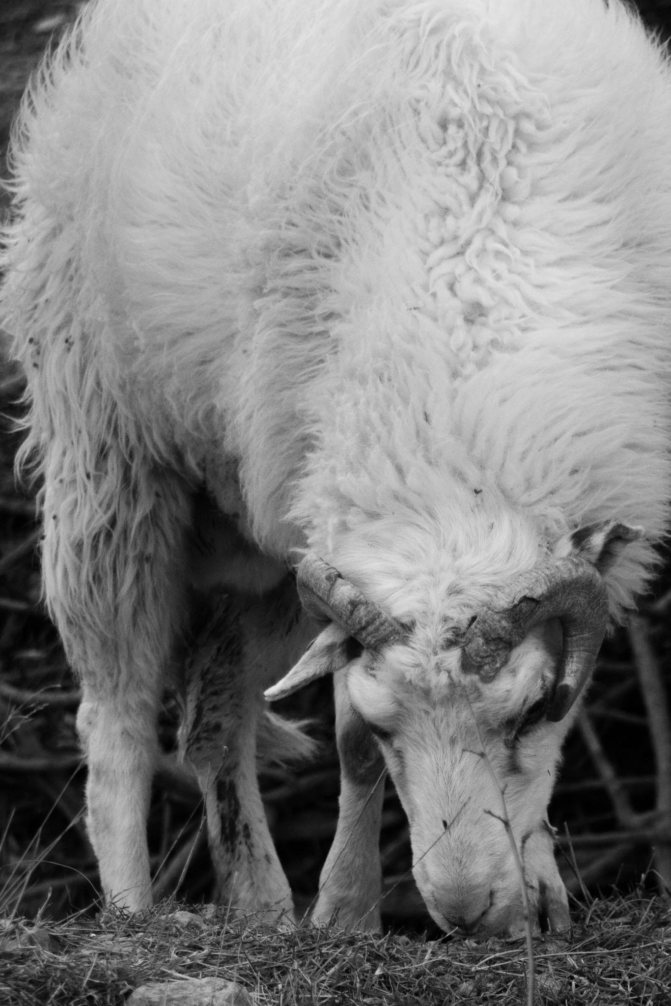 Canon EF 75-300mm f/4-5.6 USM sample photo. Ram photography