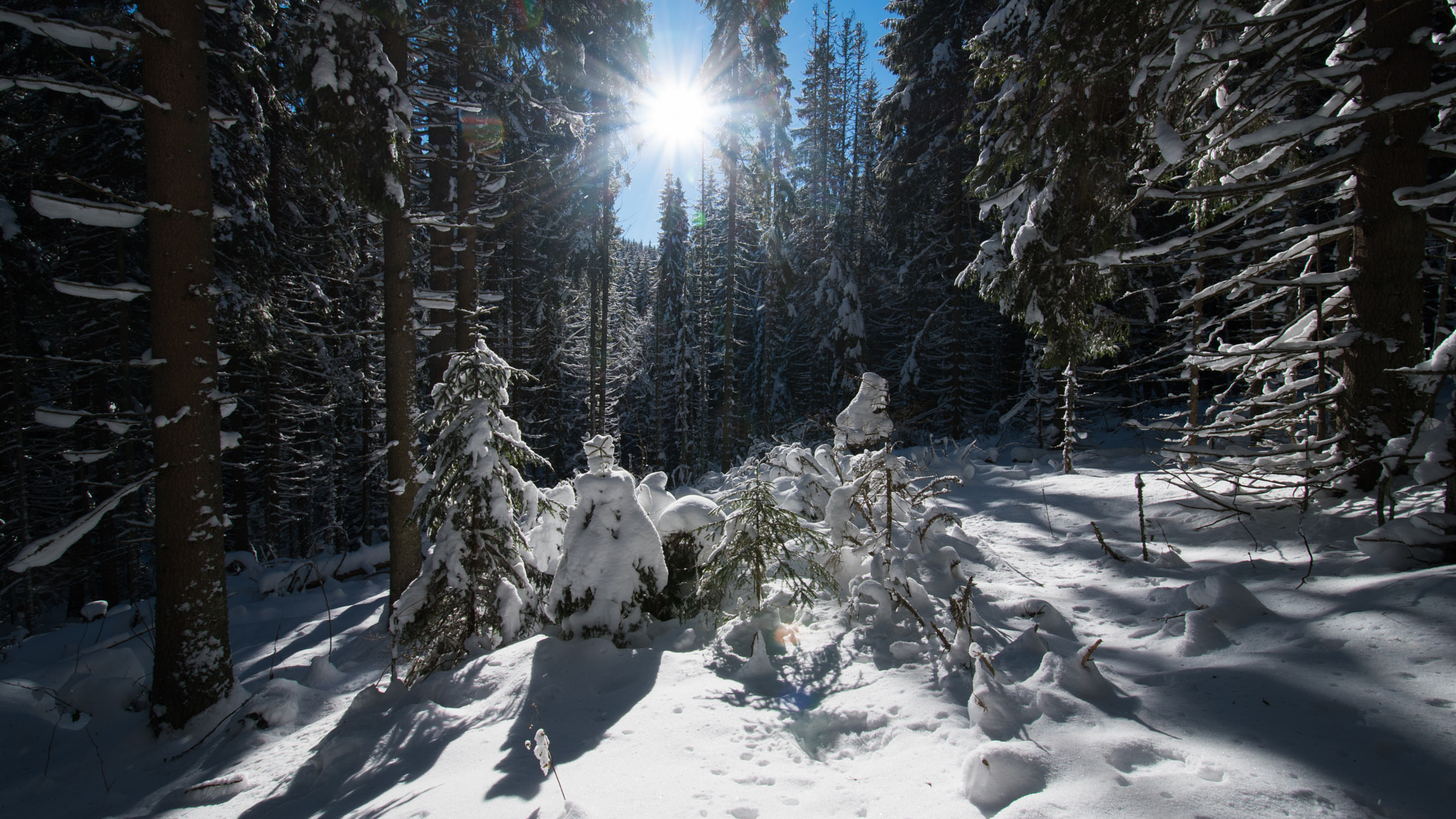 Nikon D5500 sample photo. Winter in the Šumava photography