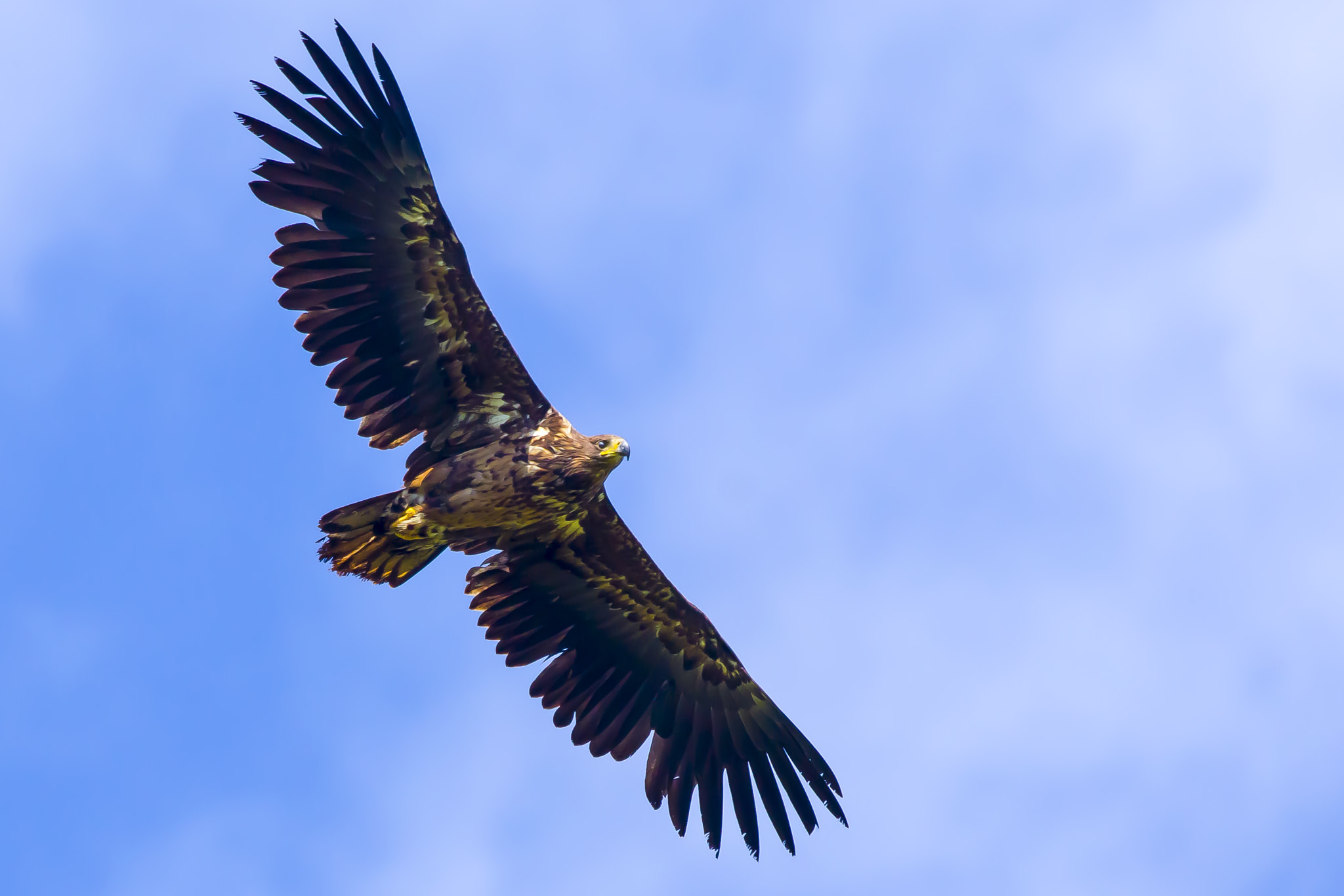 Pentax K-3 sample photo. White-tailed eagle photography