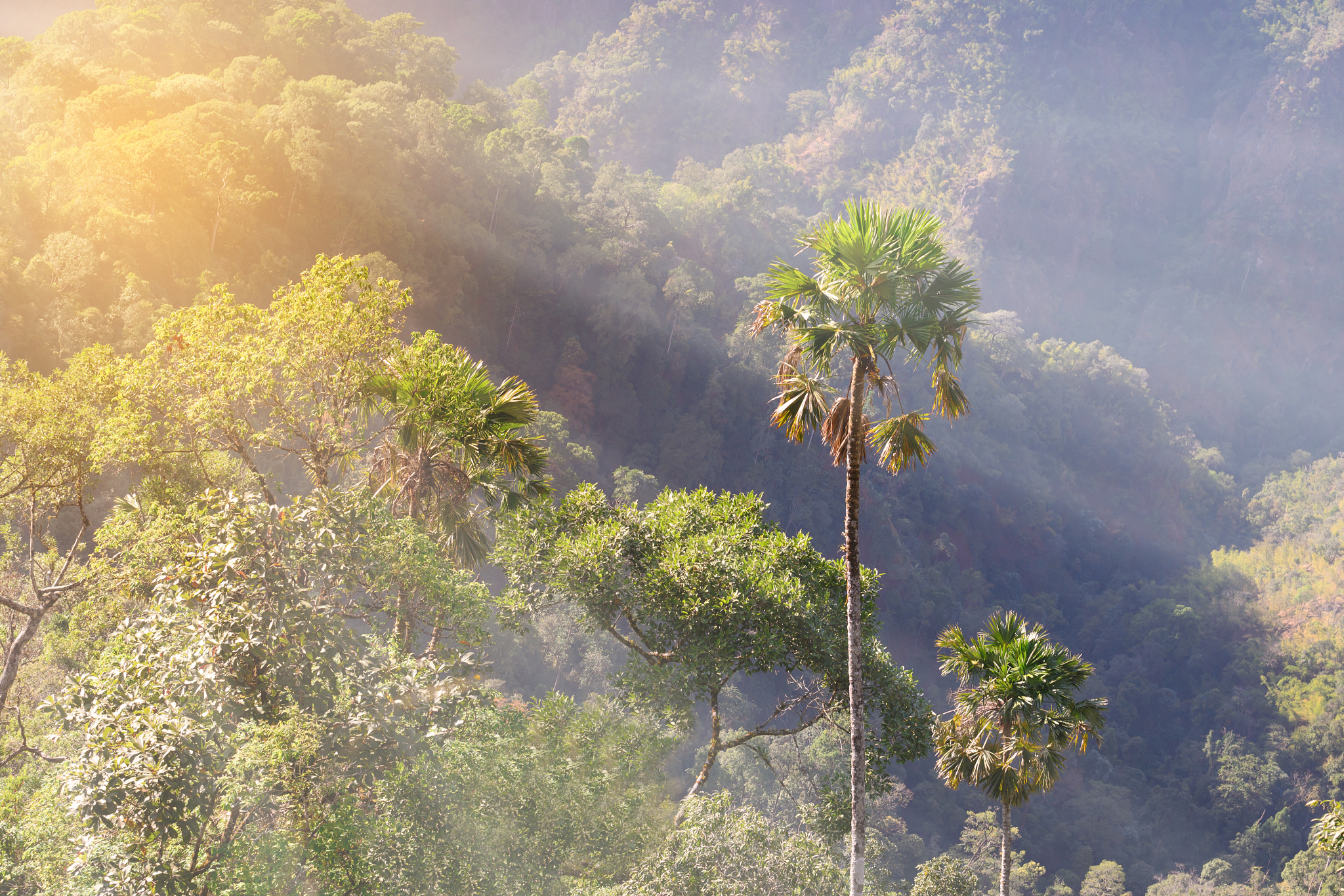 Nikon AF-S Nikkor 70-200mm F4G ED VR sample photo. Towering palm tree in asian tropical forest. photography