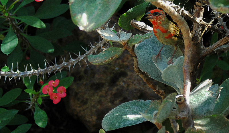 Nikon D70 sample photo. Bird photography
