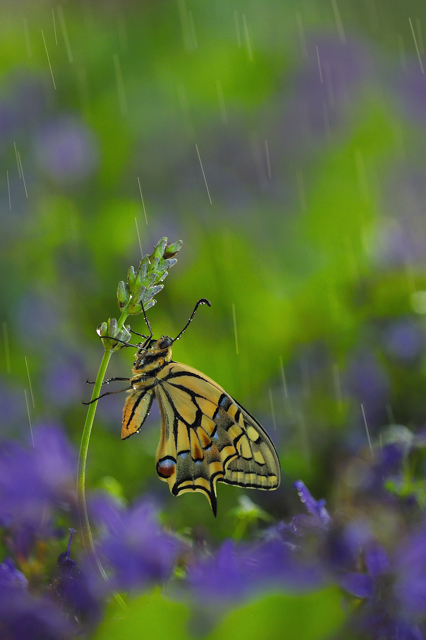 Tamron SP AF 180mm F3.5 Di LD (IF) Macro sample photo. Machaon. just before a thunderstorm. photography