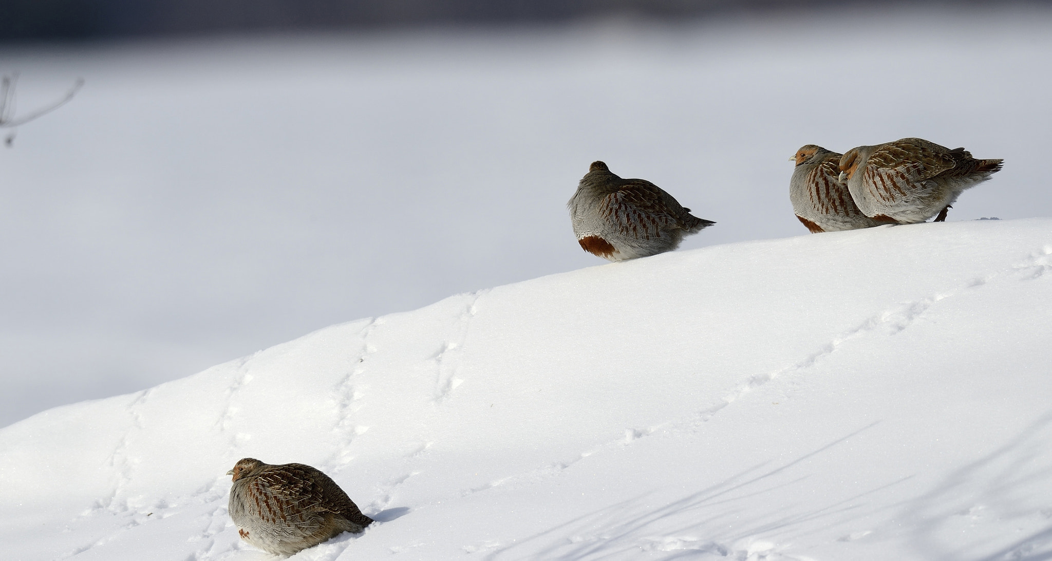 Nikon D4 + Nikon AF-S Nikkor 800mm F5.6E FL ED VR sample photo. Perdrix grise, perdix perdix, gray partrige, photography