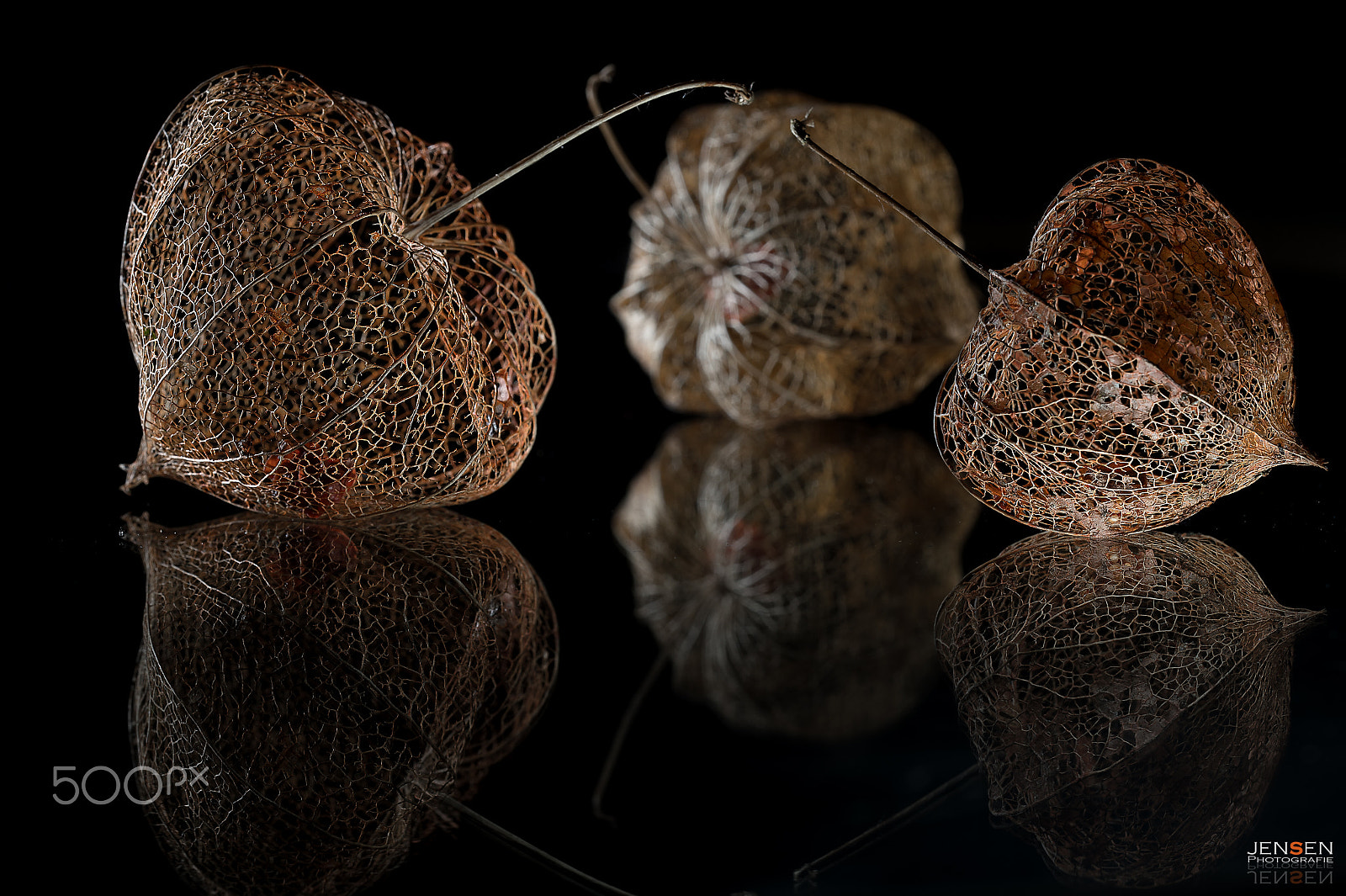 Sigma 150mm F2.8 EX DG OS Macro HSM sample photo. Fragile skeleton photography