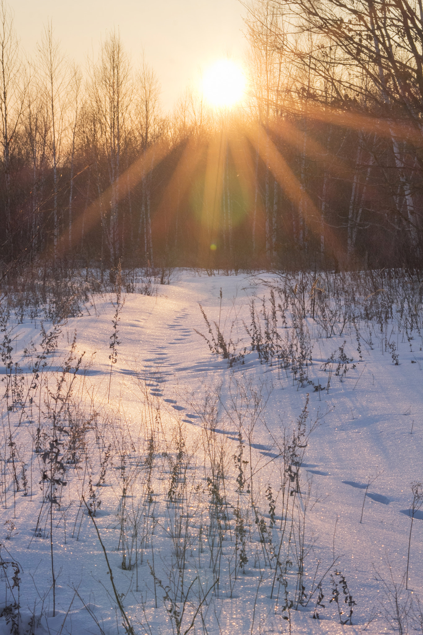 Canon EOS 60D sample photo. Trail to the sun photography