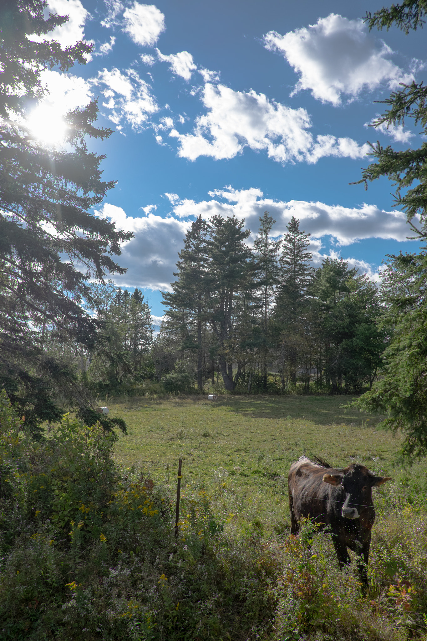Fujifilm X-T1 + Fujifilm XF 18mm F2 R sample photo. Out to pasture photography
