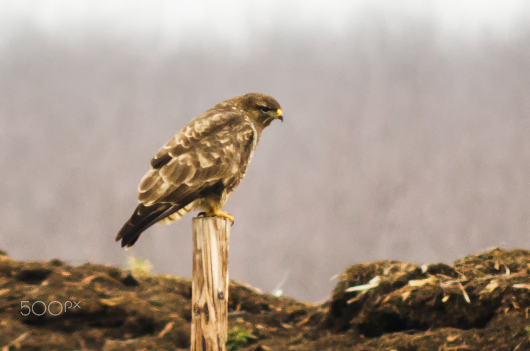 Nikon D7000 + Sigma 50-150mm F2.8 EX APO DC HSM sample photo. Buteo buteo photography