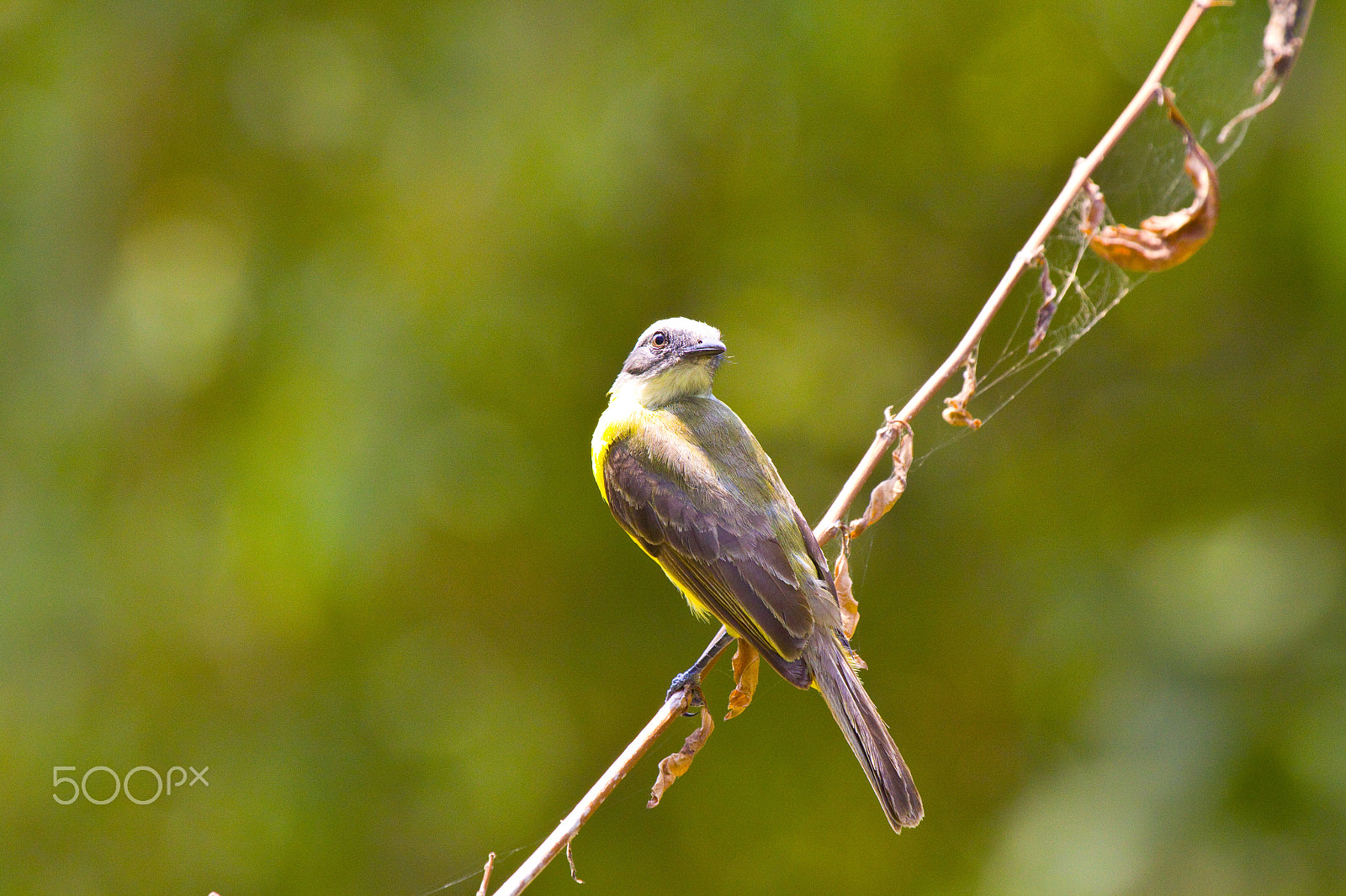 Canon EF 100-400mm F4.5-5.6L IS USM sample photo. Social flycatcher photography