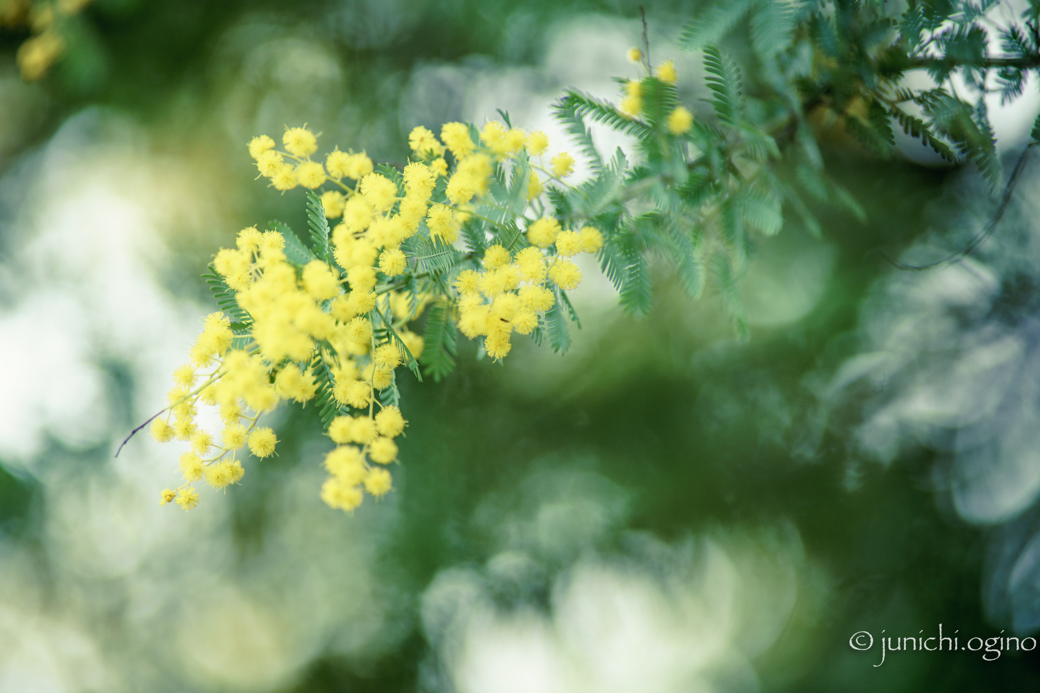 Sony a7R II + Minolta AF 200mm F2.8 HS-APO G sample photo. Small gems photography