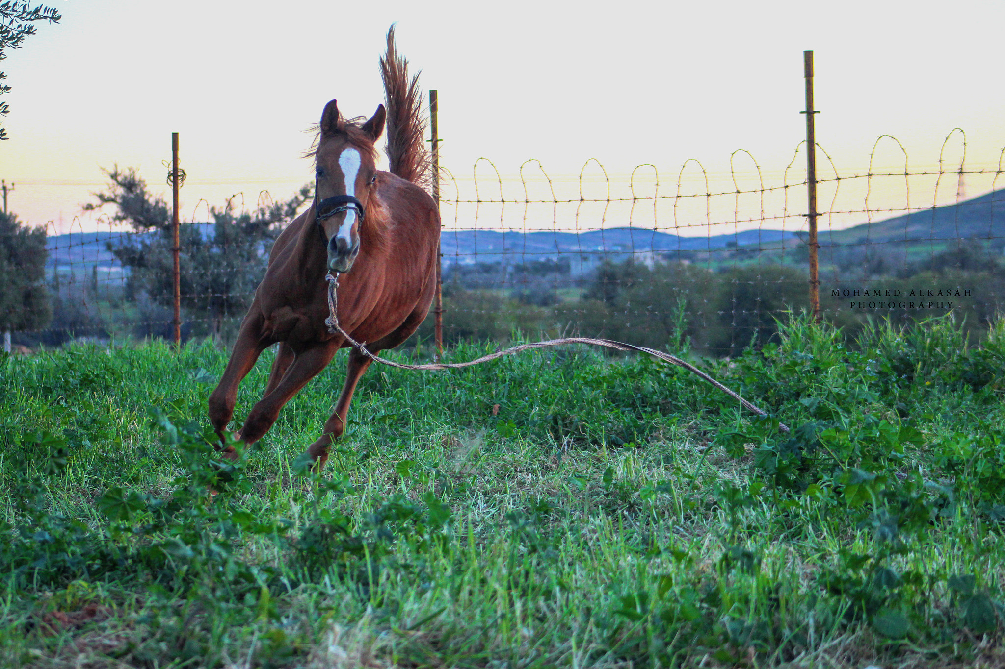 Canon EOS 650D (EOS Rebel T4i / EOS Kiss X6i) sample photo. Horse photography