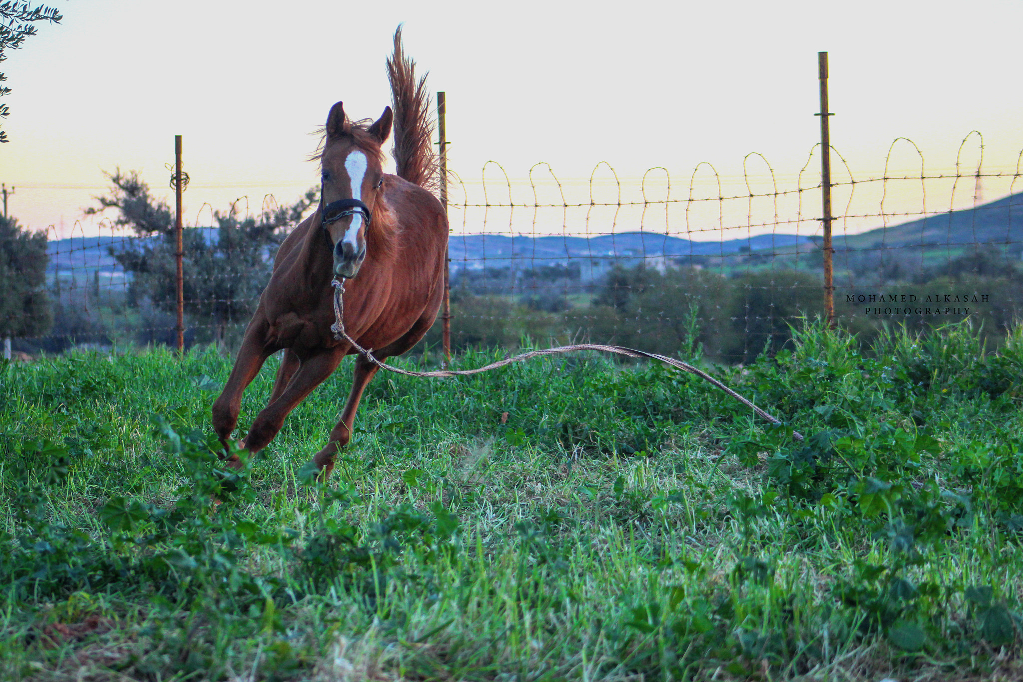 Canon EOS 650D (EOS Rebel T4i / EOS Kiss X6i) + EF75-300mm f/4-5.6 sample photo. Horse photography