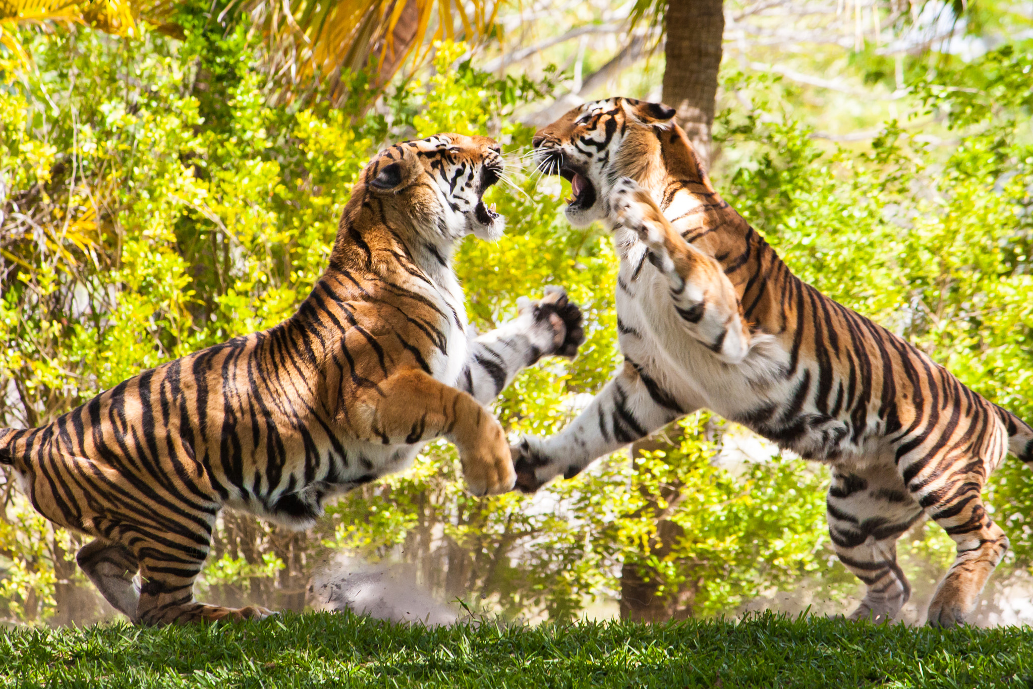 Canon EF-S 55-250mm F4-5.6 IS sample photo. 04/25/09 - tigers at the zoo photography