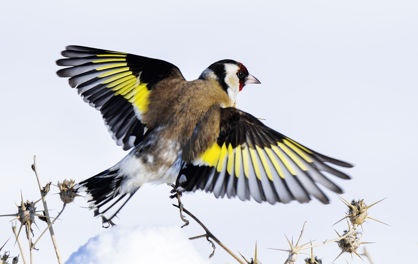 Nikon D800 sample photo. Cardeuelia carduelis photography
