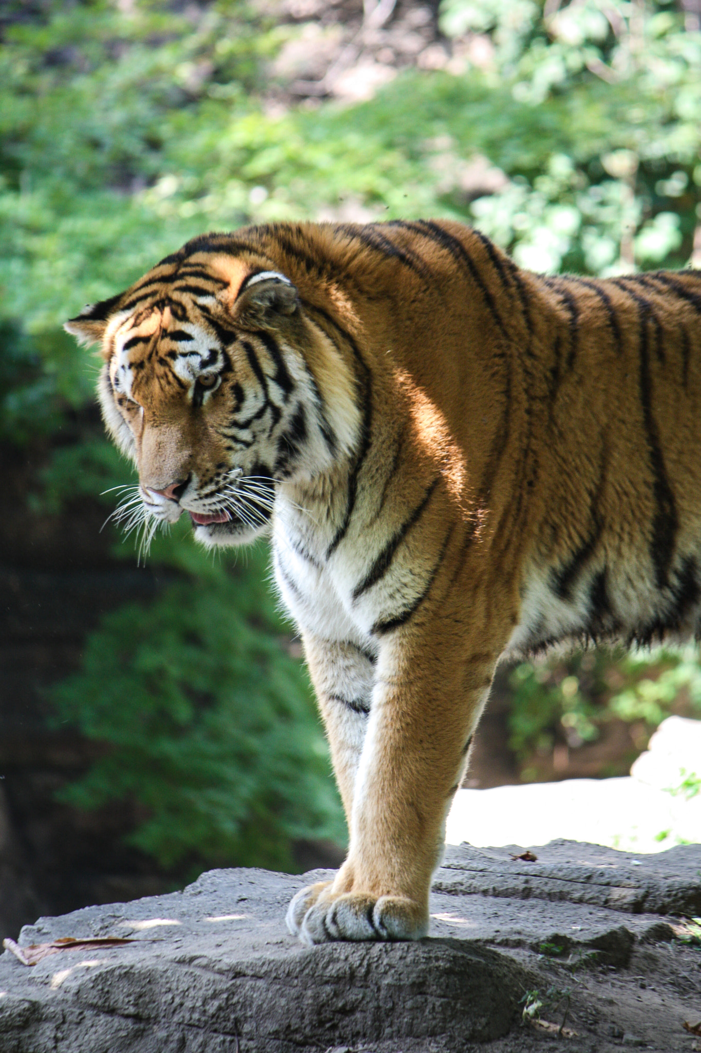 Canon EF-S 55-250mm F4-5.6 IS sample photo. 09/05/09 - tiger stance photography