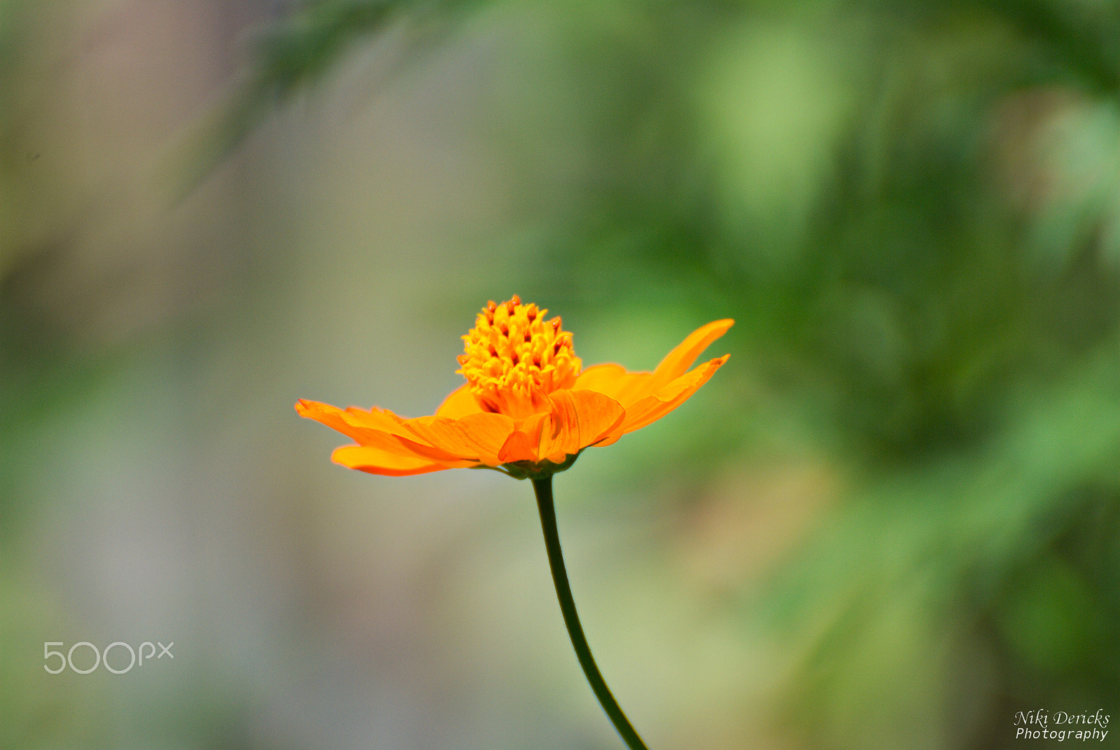 Nikon D3000 sample photo. Orange flower photography