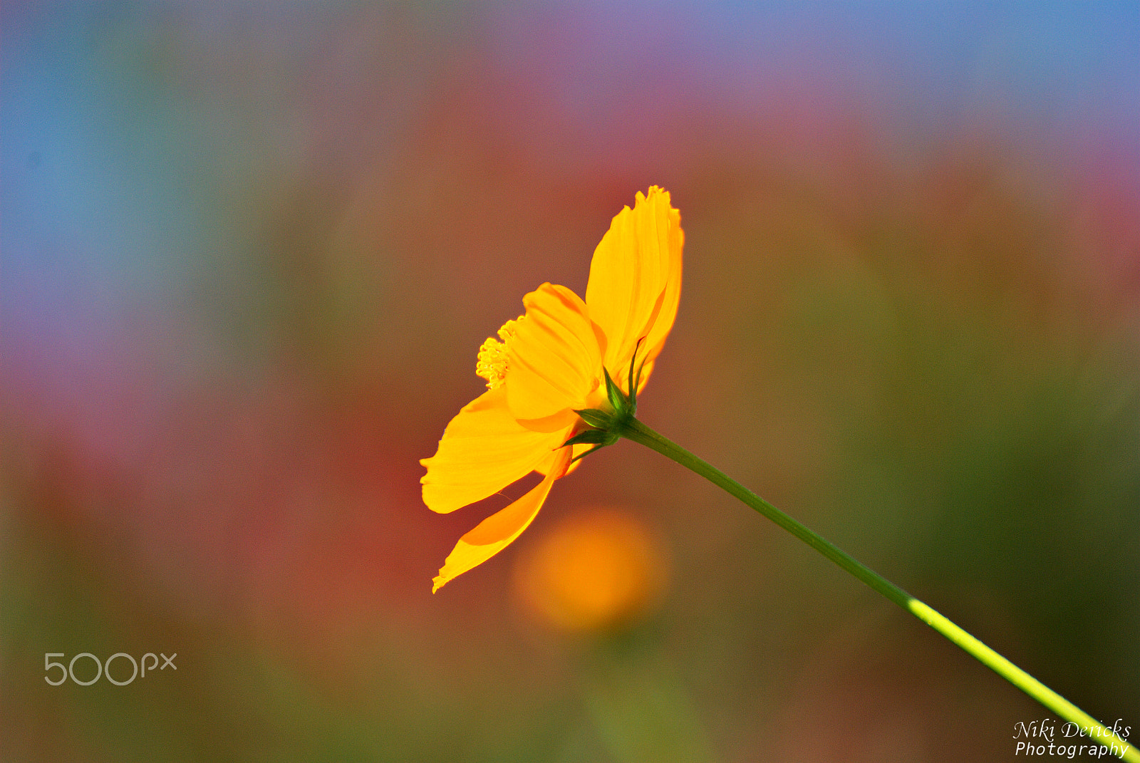 Nikon D3000 sample photo. Orange flower photography