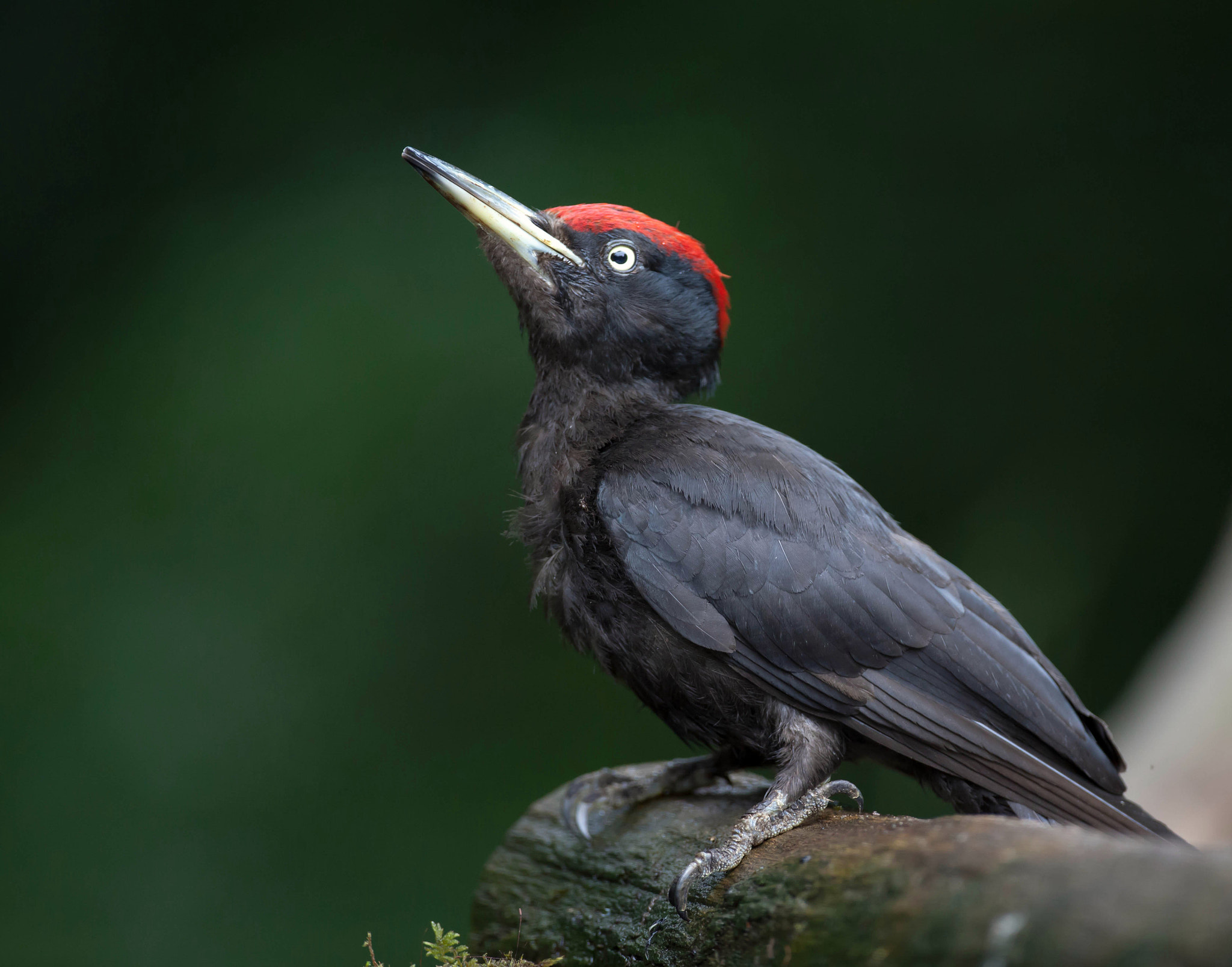 Canon EF 500mm F4L IS USM sample photo. Black woodpecker photography