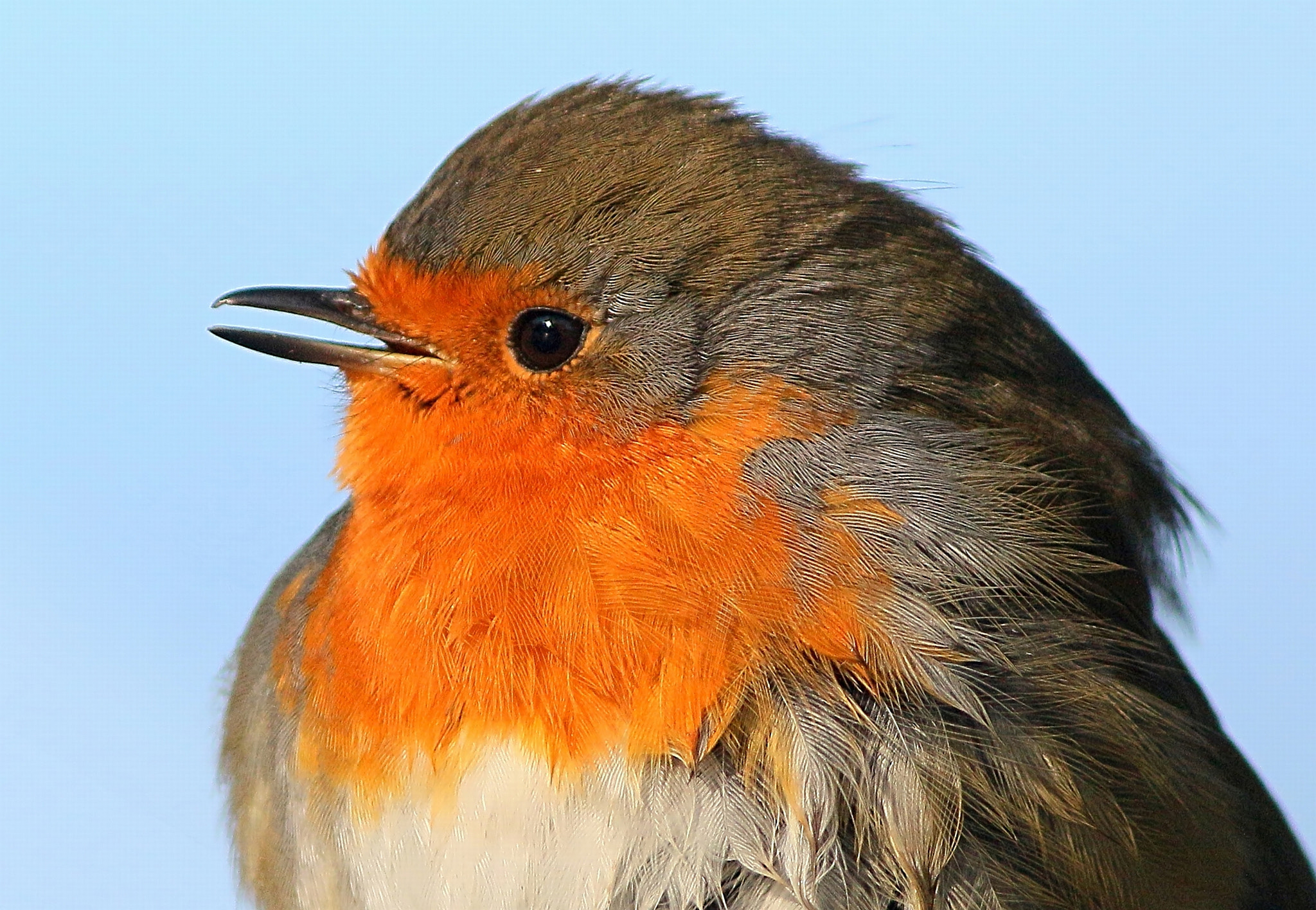 Canon EOS 70D + Canon EF 300mm F4L IS USM sample photo. Singing a silent song photography